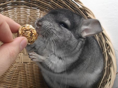 Como Curar Algunos Problemas de Salud de tu Chinchilla