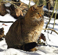 Una-Breve-Historia-de-los-Gatos