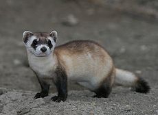 Mustela Nigripes