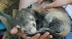 Mustela Putorious