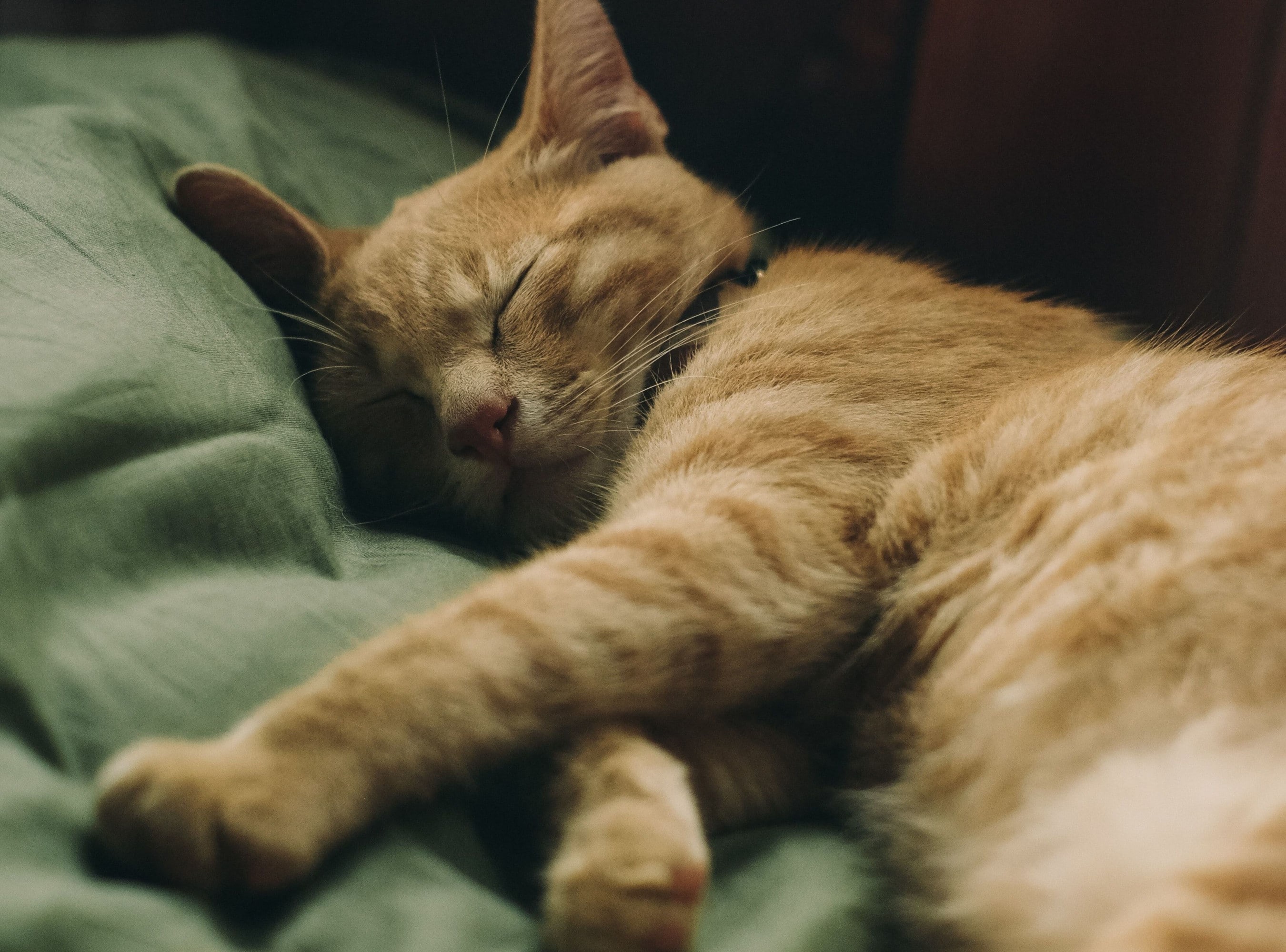 Ayuda a tu gato estresado a relajarse