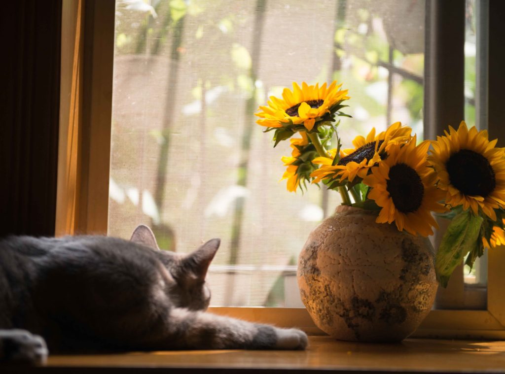 No Más Orina De Gato